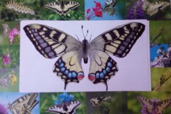 Zdjęcie-4-z-albumu-Justyny-Katry