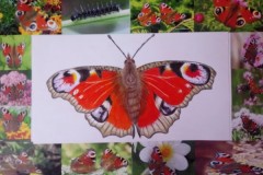 zdjęcie-2-z-albumu-Justyny-Katry