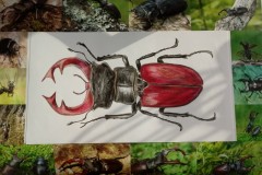 zdjęcie-3-z-albumu-Justyny-Katry